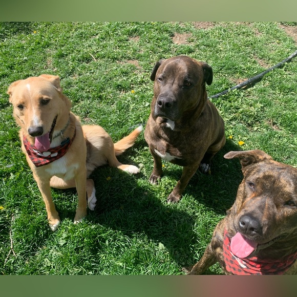 Meet your Posher, Posh - Picture 2 of 2